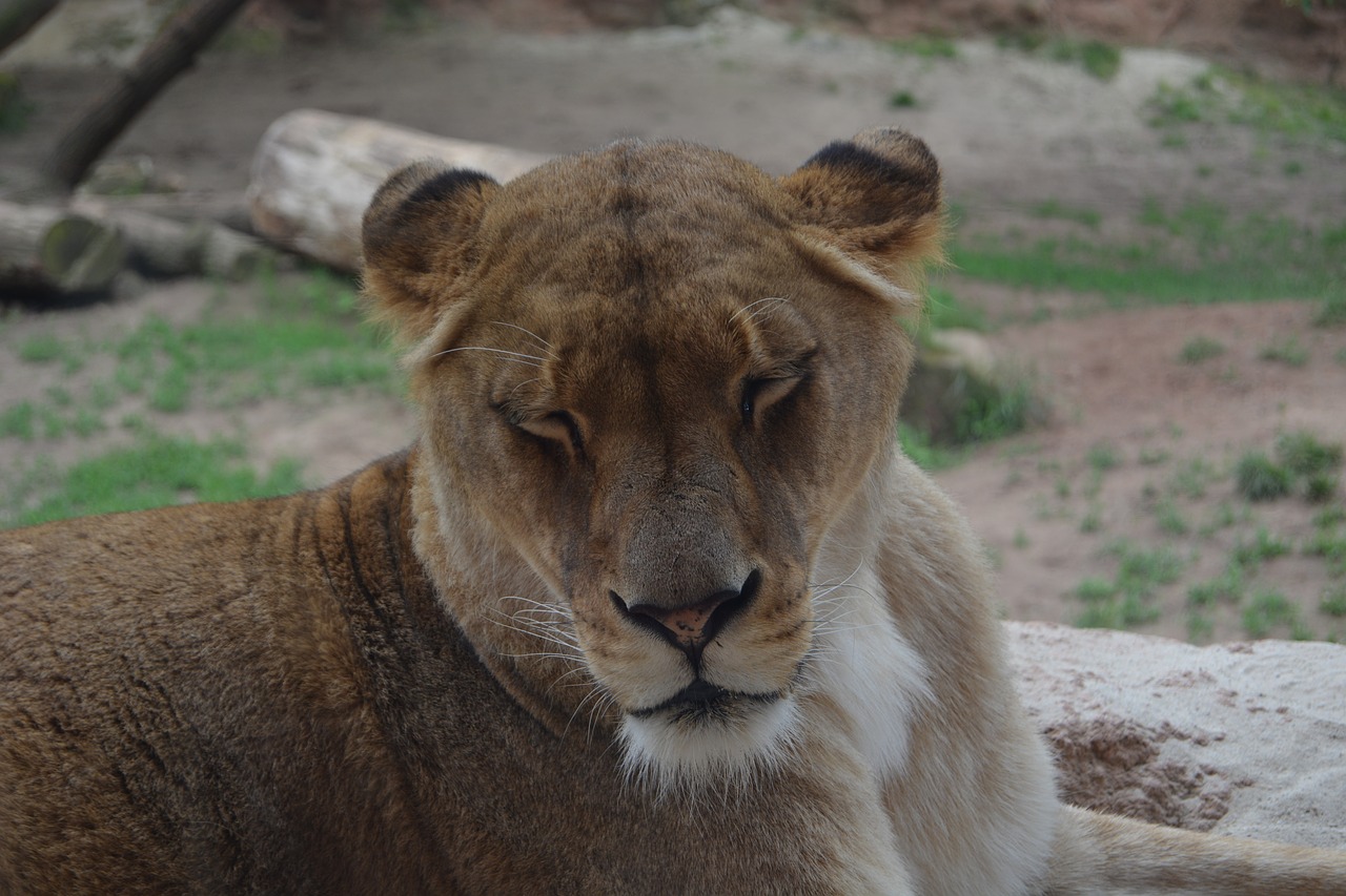 lioness lion predator free photo