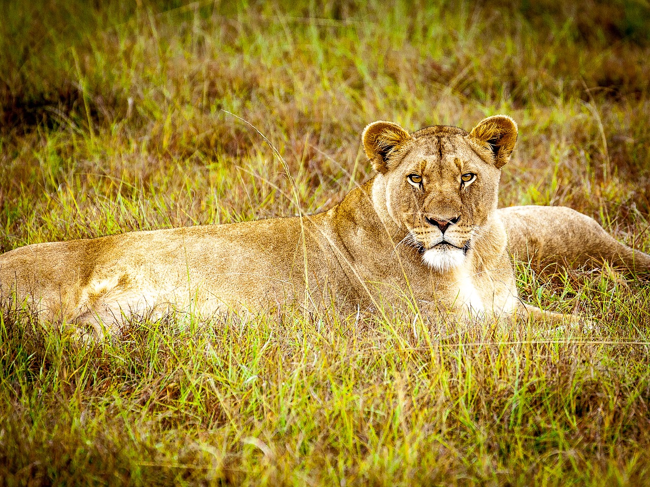 lioness predator cat free photo