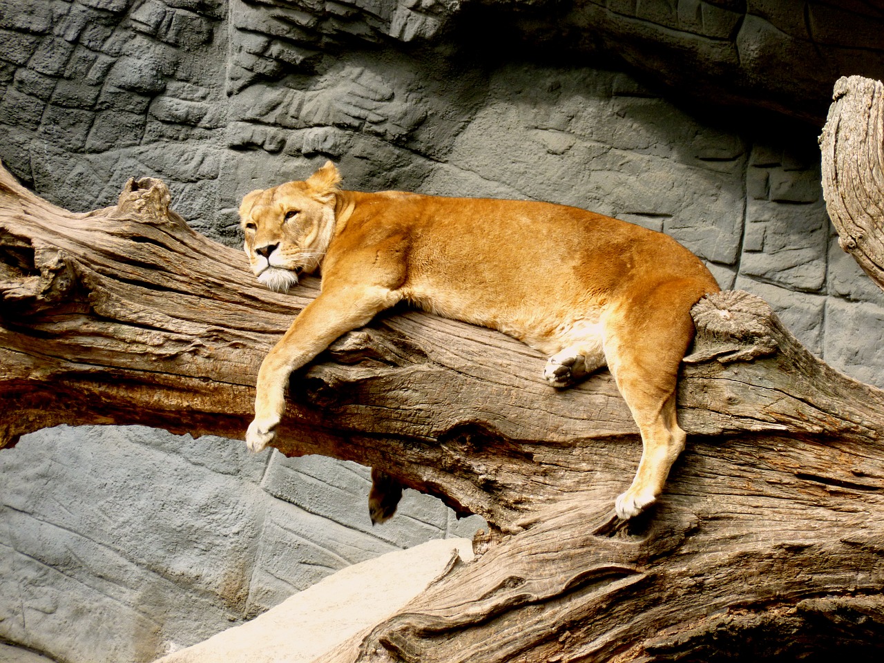 lioness animal predator free photo