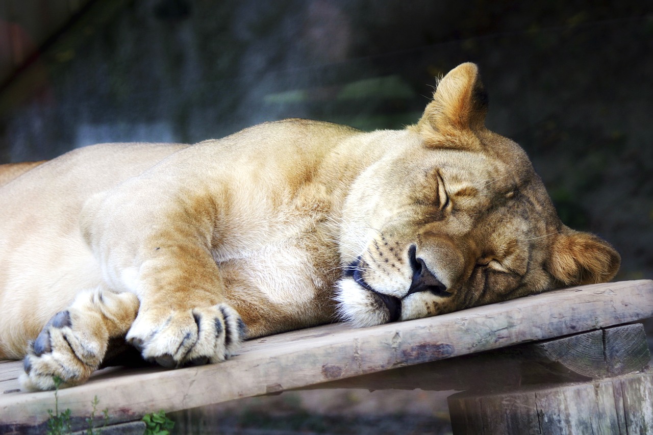 lioness animal the zoo free photo