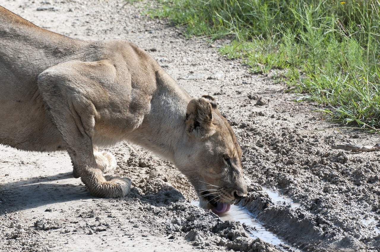 lioness drinking south africa free photo