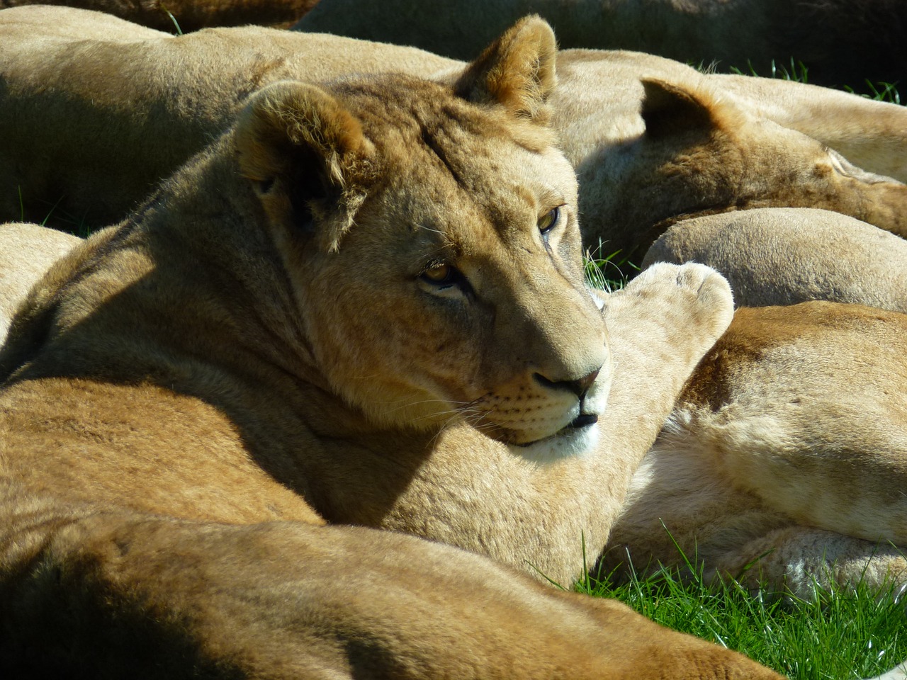 lioness longleat sun bathing free photo