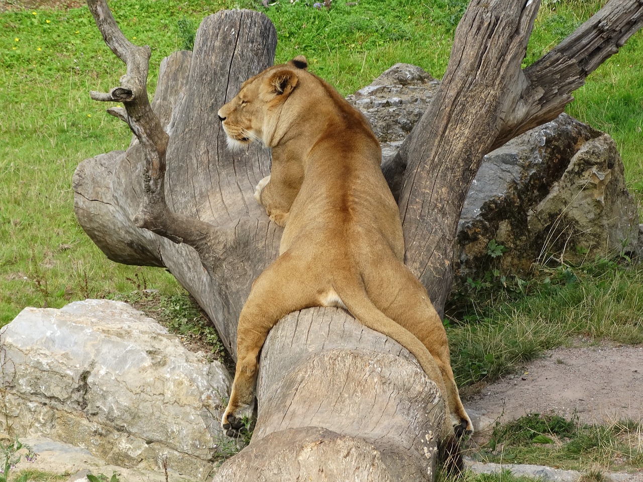 lioness relax tree trunk free photo