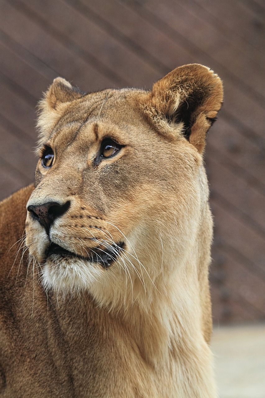 lioness african cat free photo