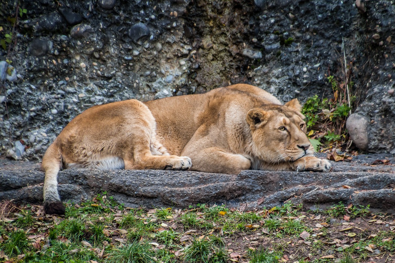 lioness leo animal free photo