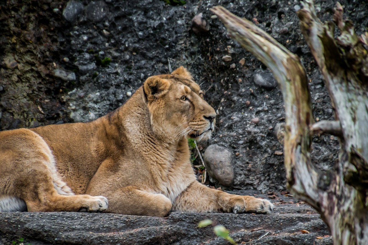 lioness leo animal free photo