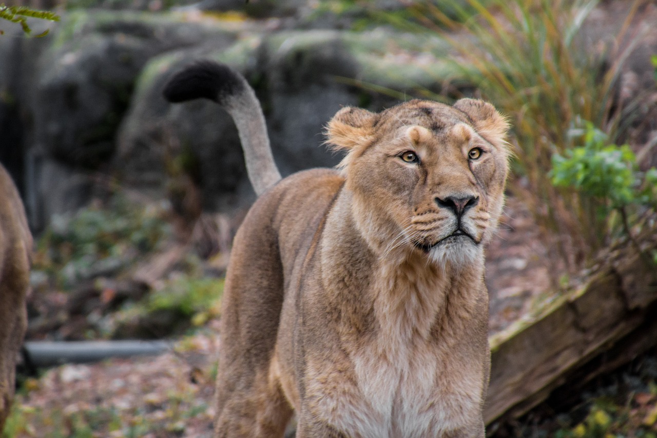 lioness leo animal free photo