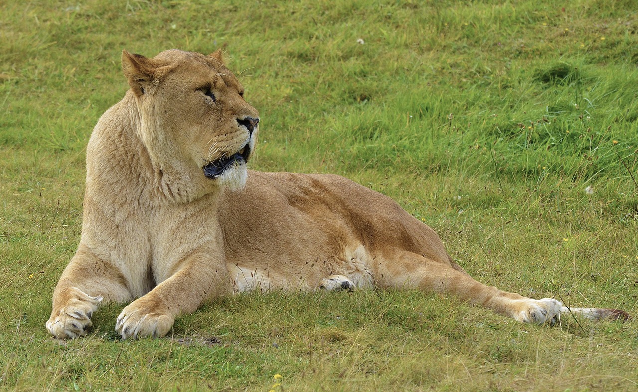 lioness safari wildlife free photo
