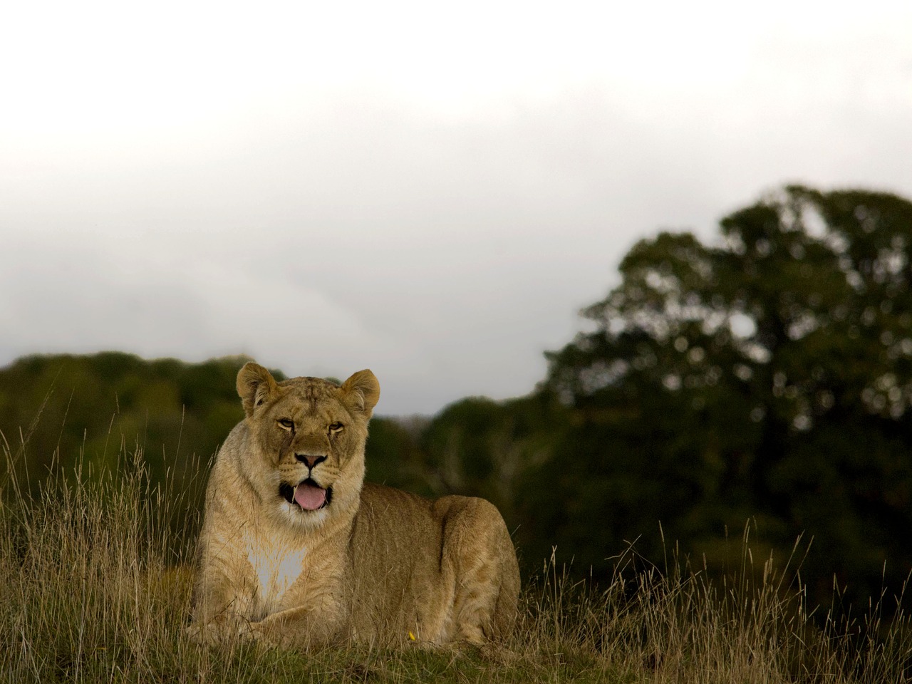 lioness wild cat free photo