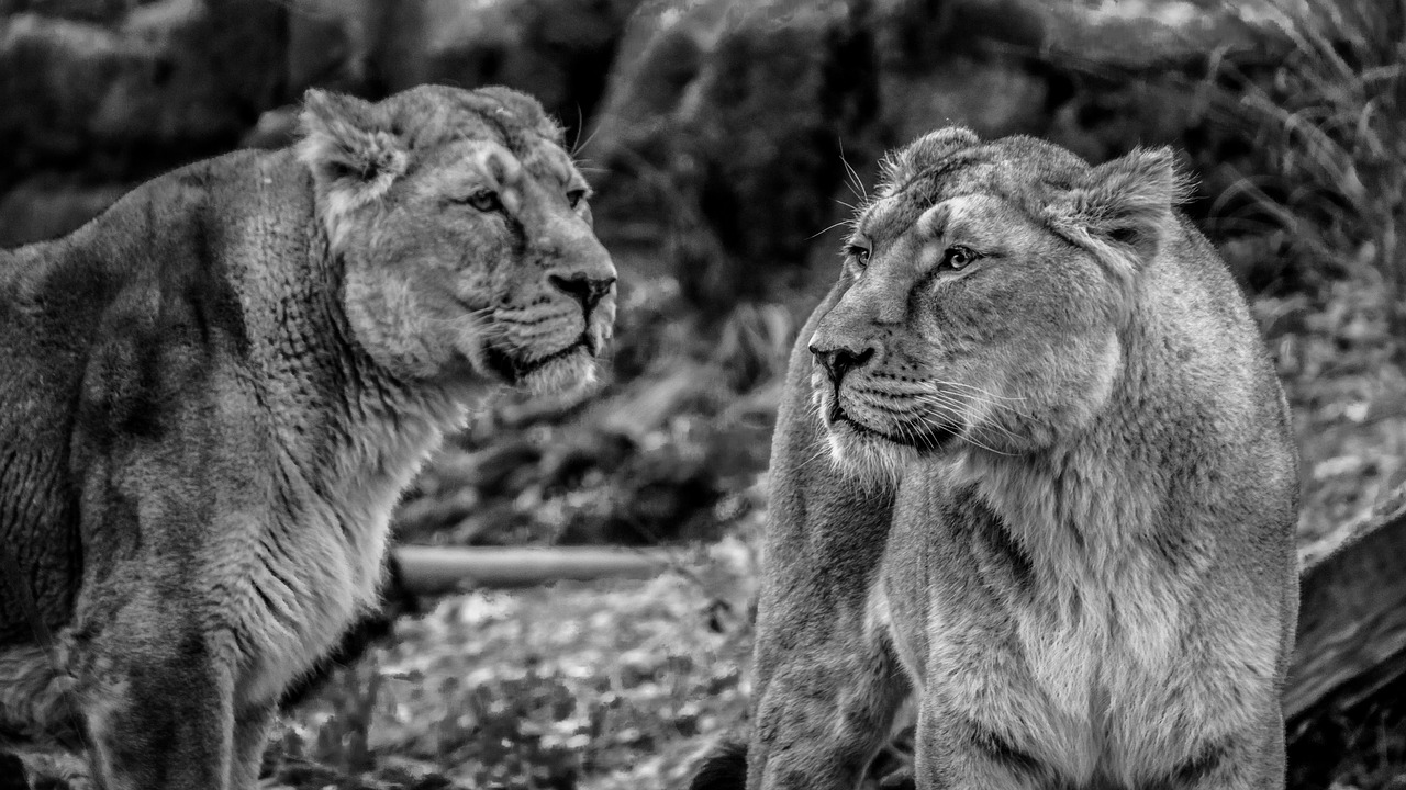 lioness lion wild free photo