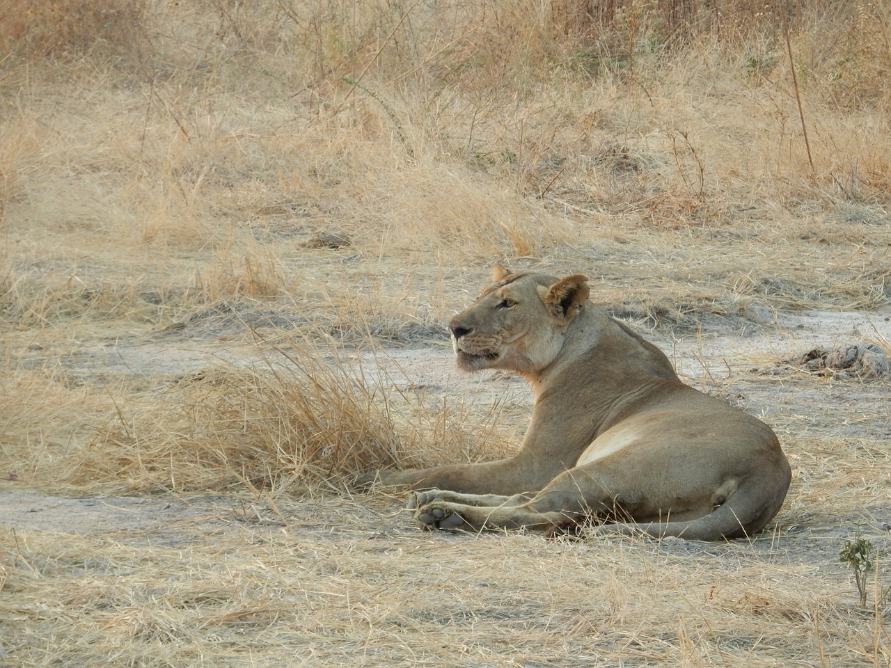 lioness africa savannah free photo