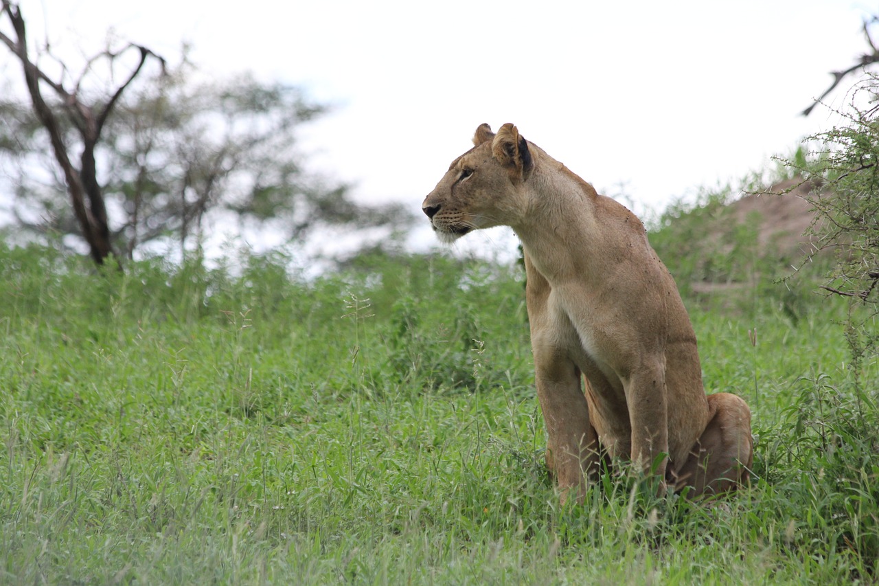 lioness africa tanzania free photo