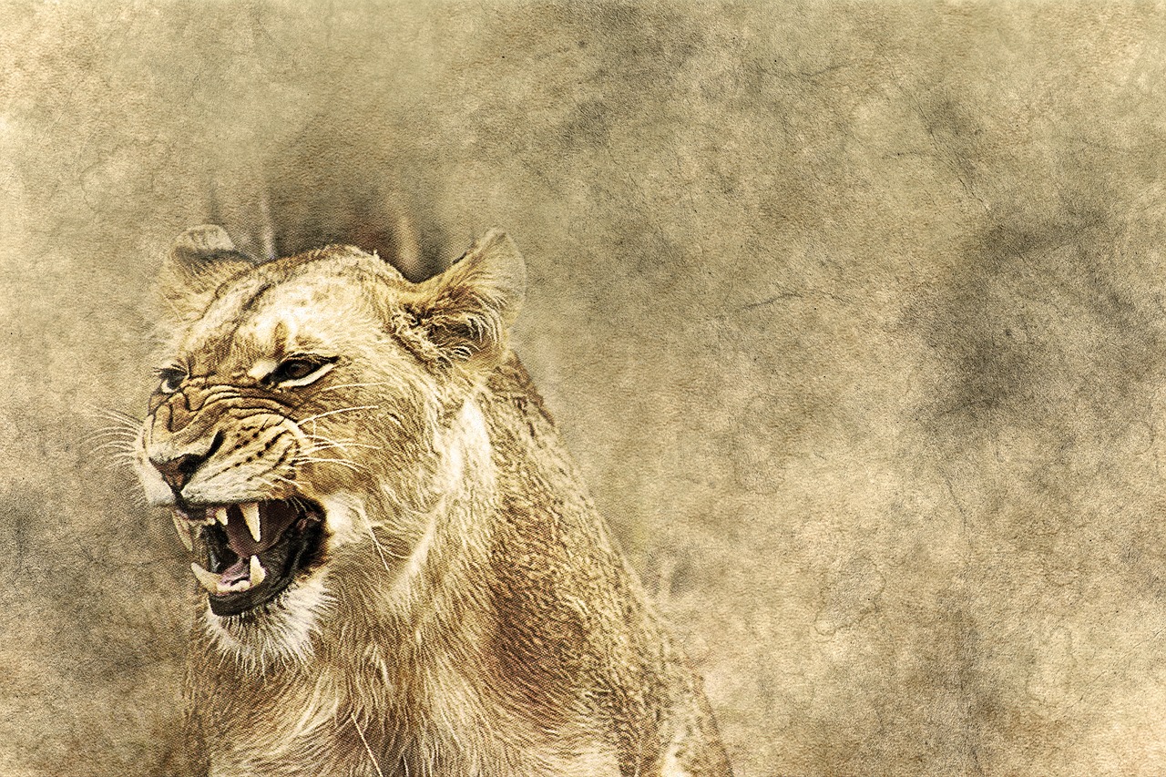 lioness animal roar free photo