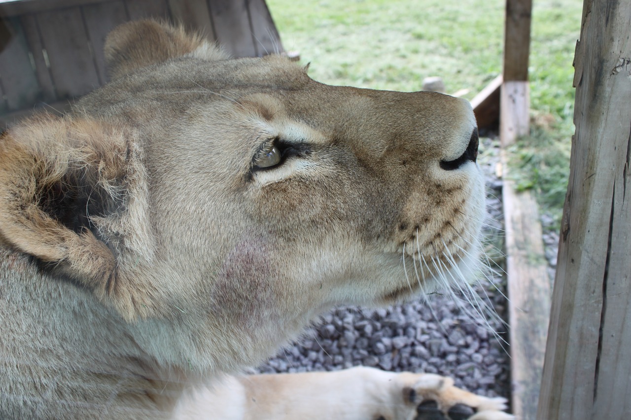 lioness safari park hemmingford free photo