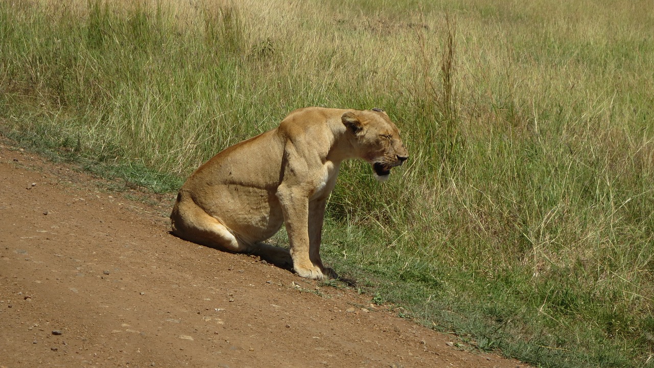 lioness africa masai mara free photo