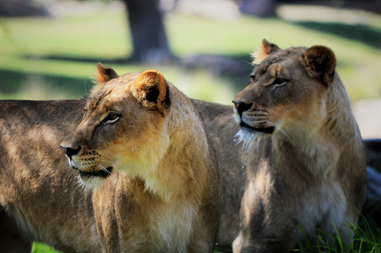 lioness safari park san diego free photo