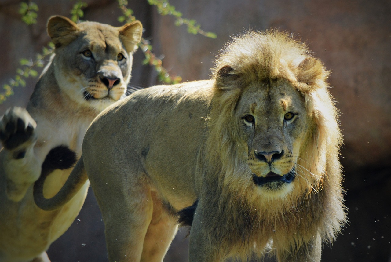 lioness lion safari park free photo