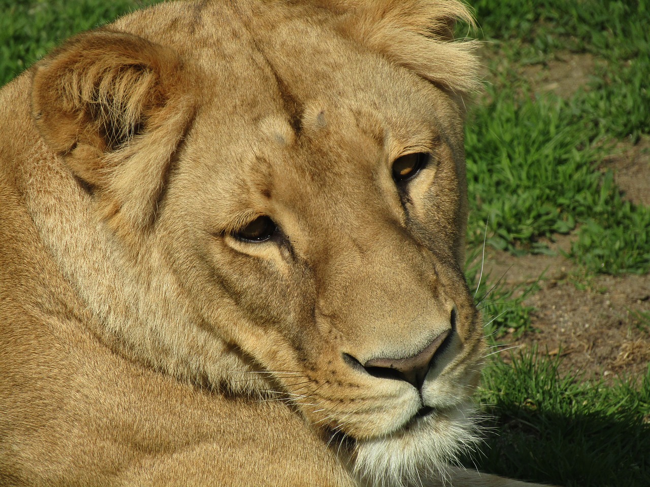 lioness head zoo free photo