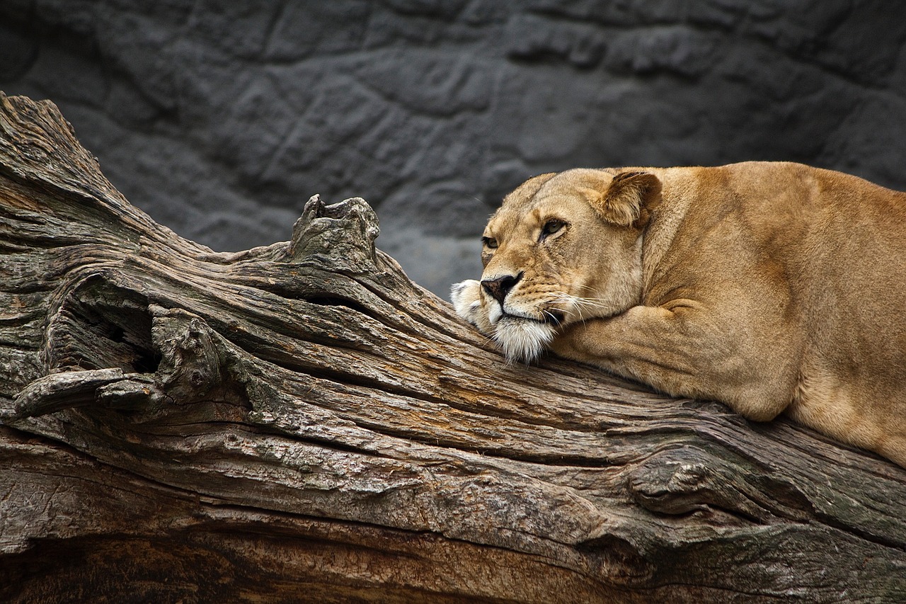 lioness animal animal world free photo