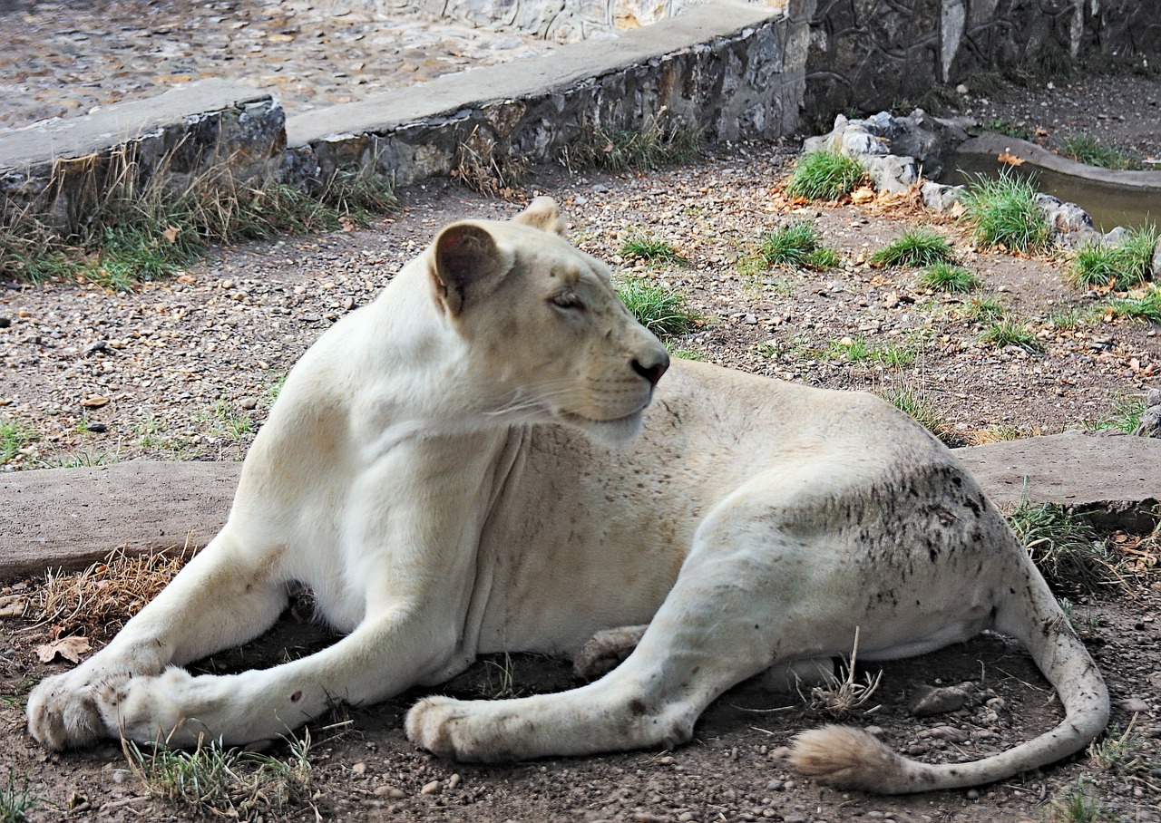 lioness white animals free photo