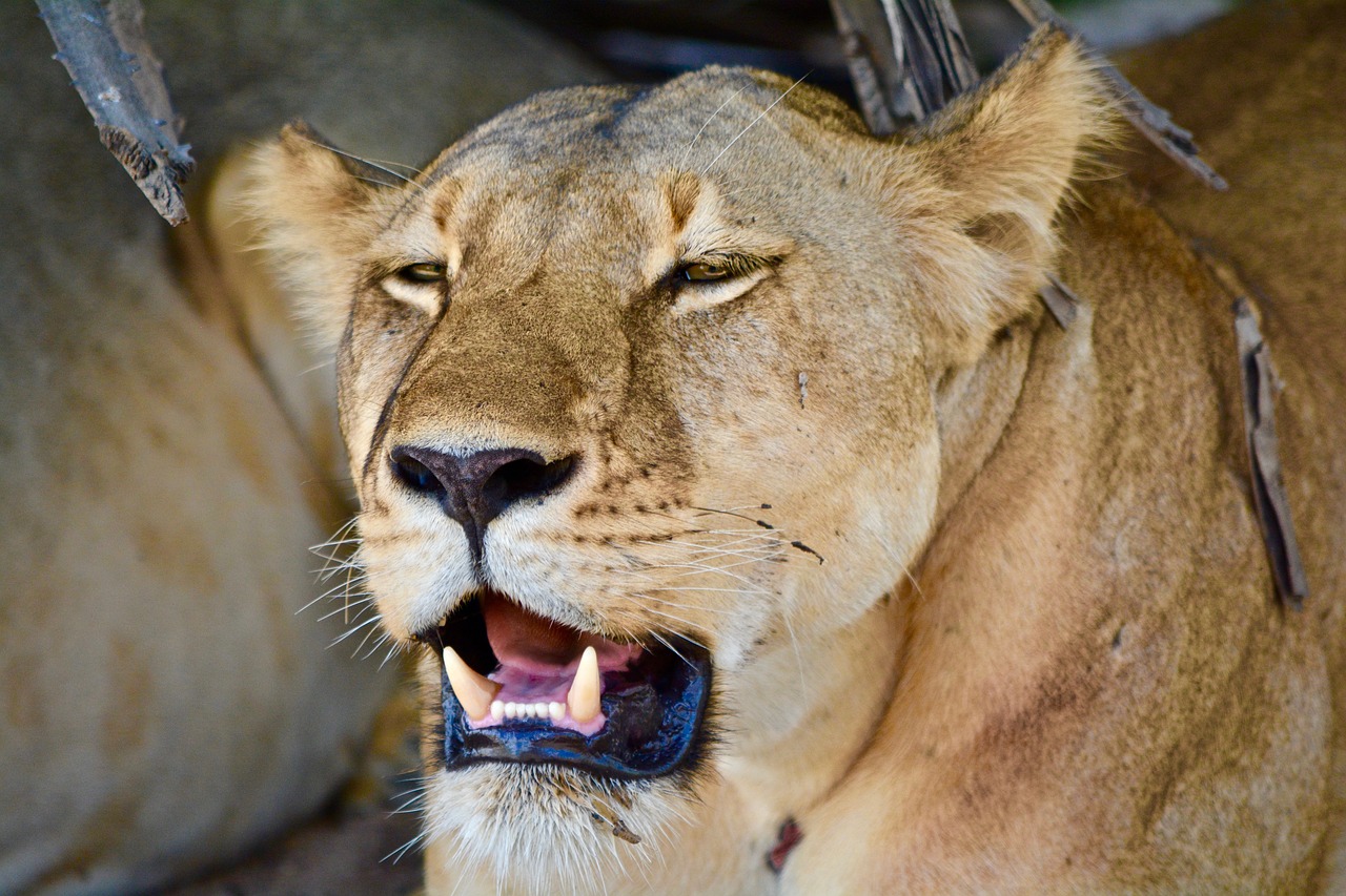 lioness leo safari free photo