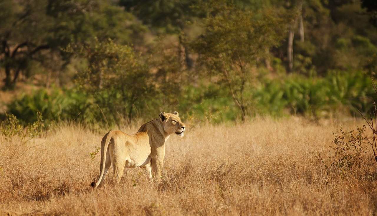 lioness savannah bushveld free photo