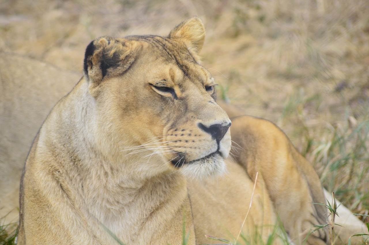 lioness lion africa free photo