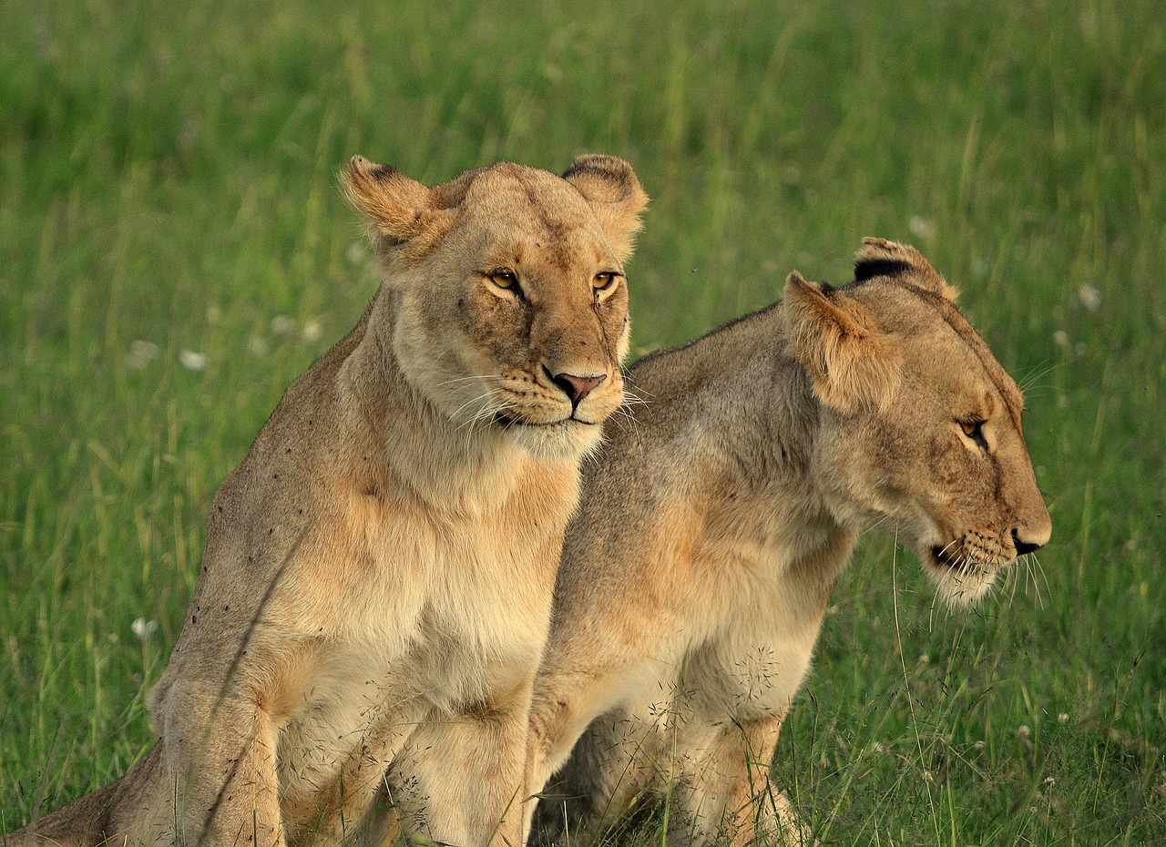 lioness animal africa free photo