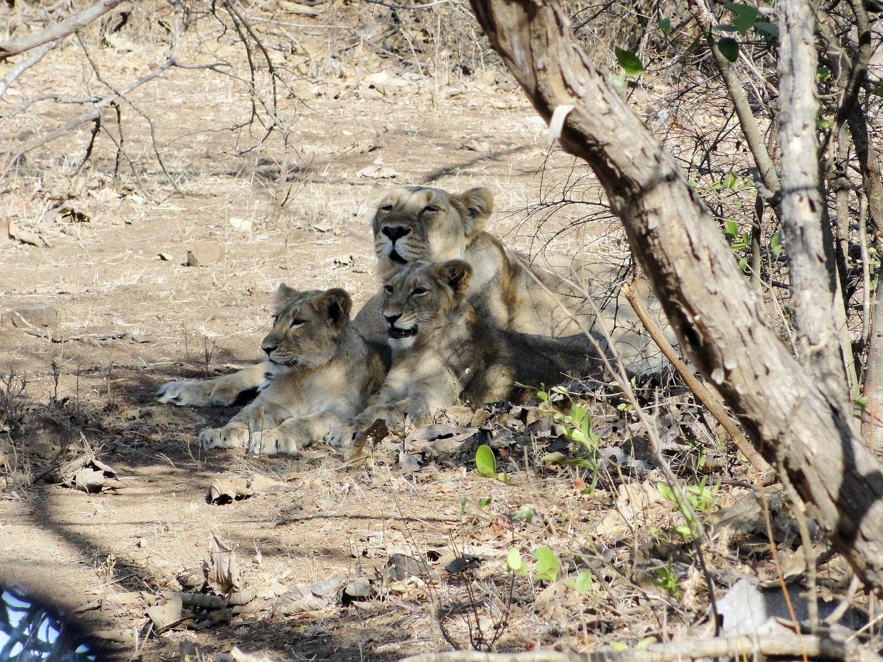 lioness cubs indian lion free photo
