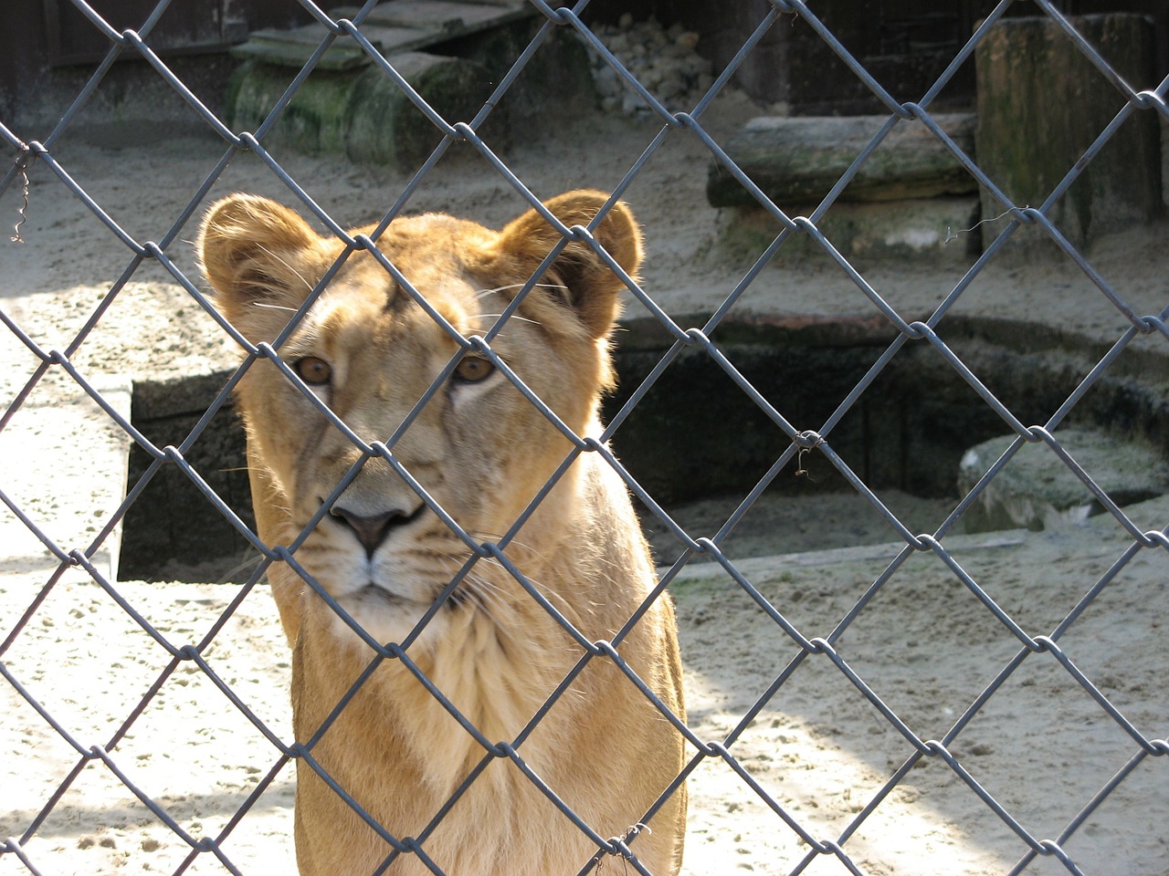 lioness lion caught free photo