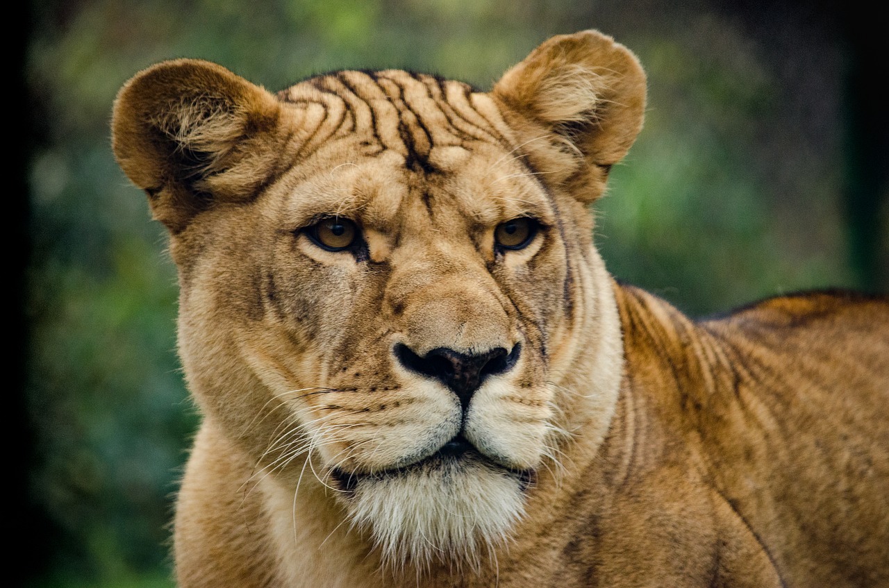 lioness cat big cat free photo