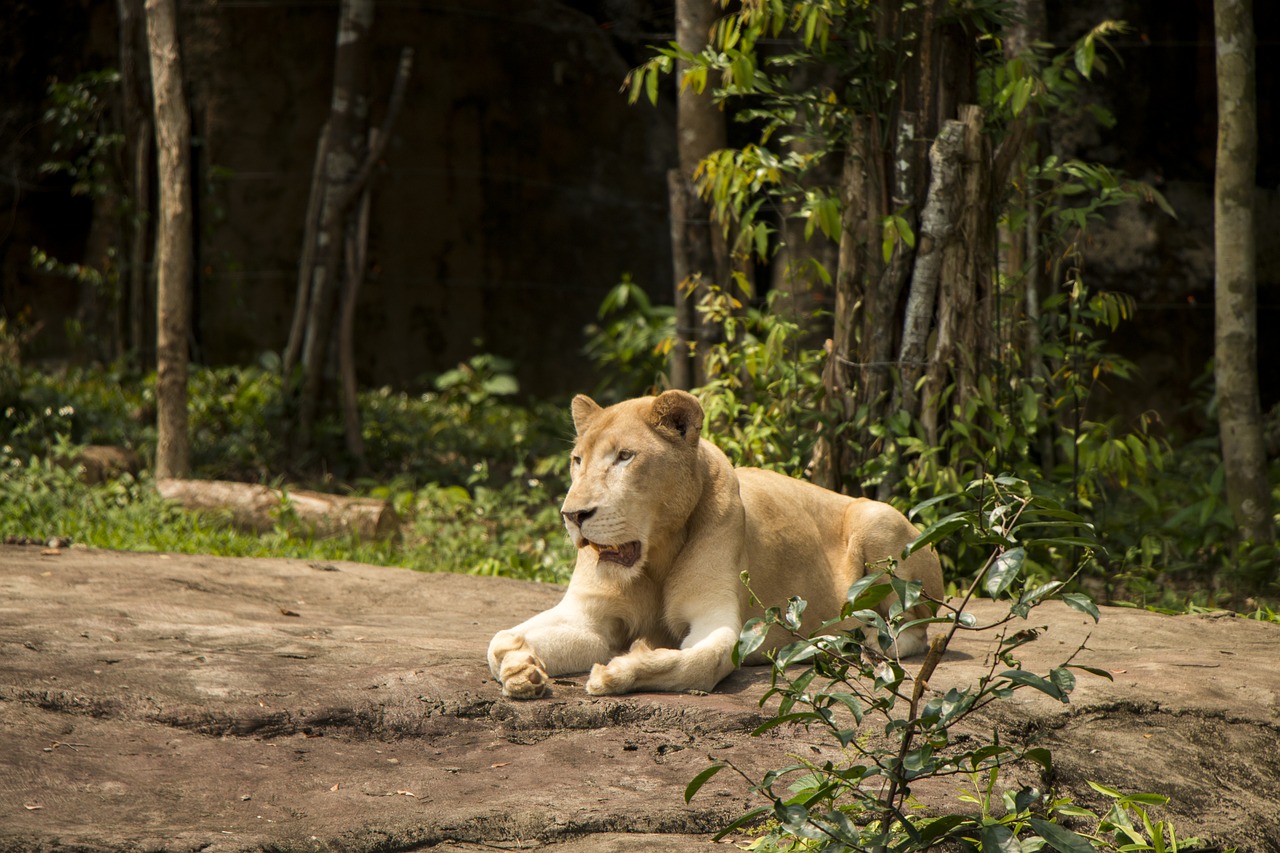 lioness  lion  animal free photo