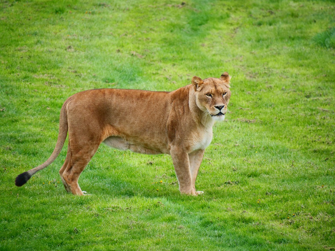 lioness  lion  big cat free photo