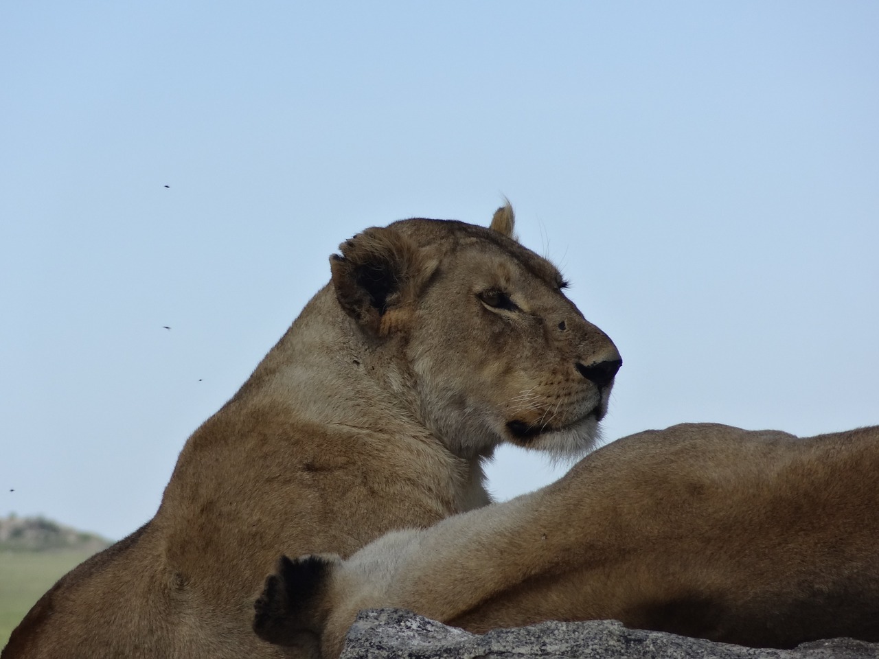 lioness nap savannah free photo