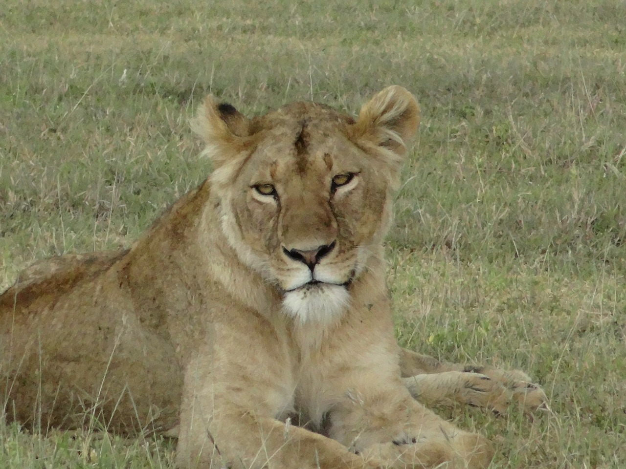 lioness look nature free photo