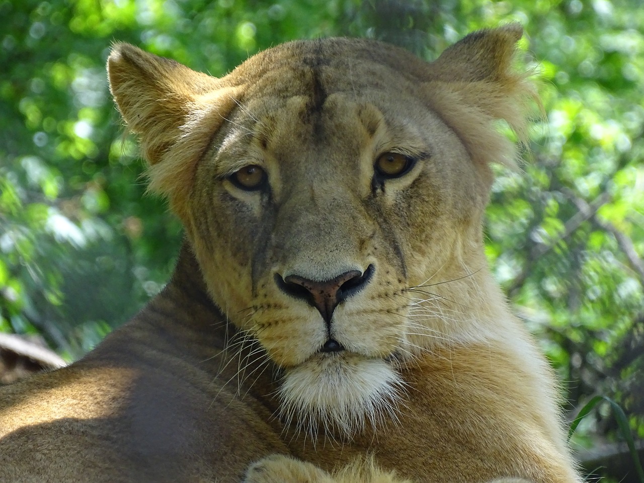 lioness  zoo brno  beast free photo