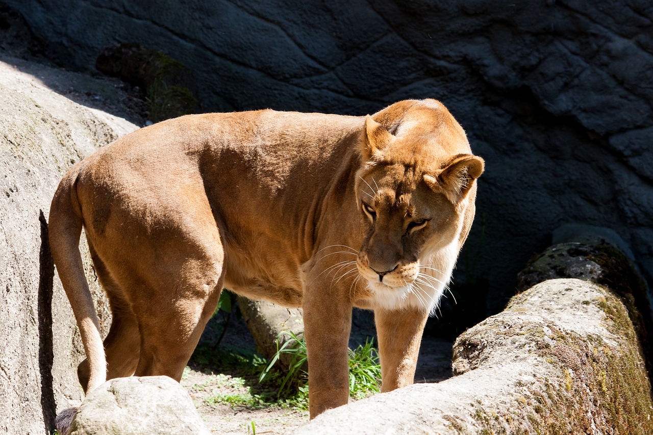 lioness  predator  female free photo