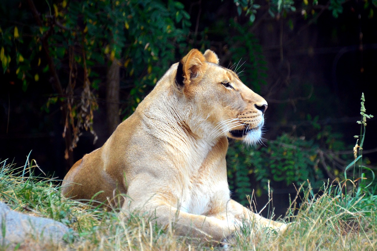 lioness  lion  tiger free photo