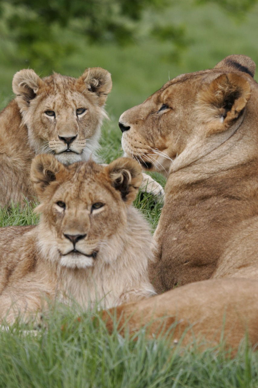 lioness  lion cubs  lion free photo