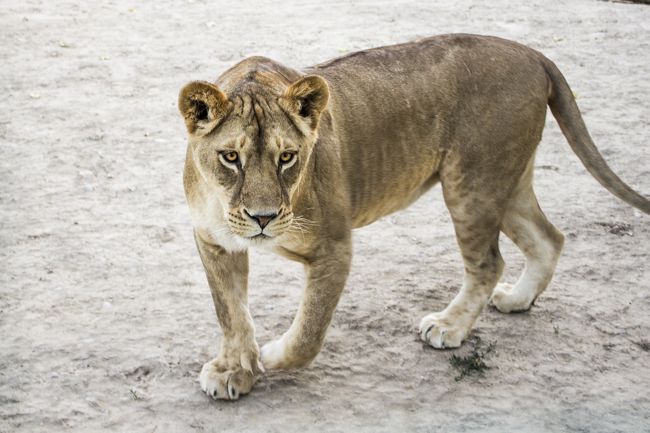 lioness  zoo  animals free photo