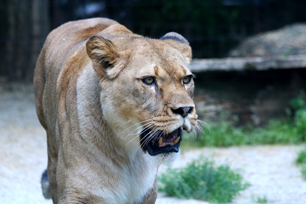 lioness  big cat  animal free photo