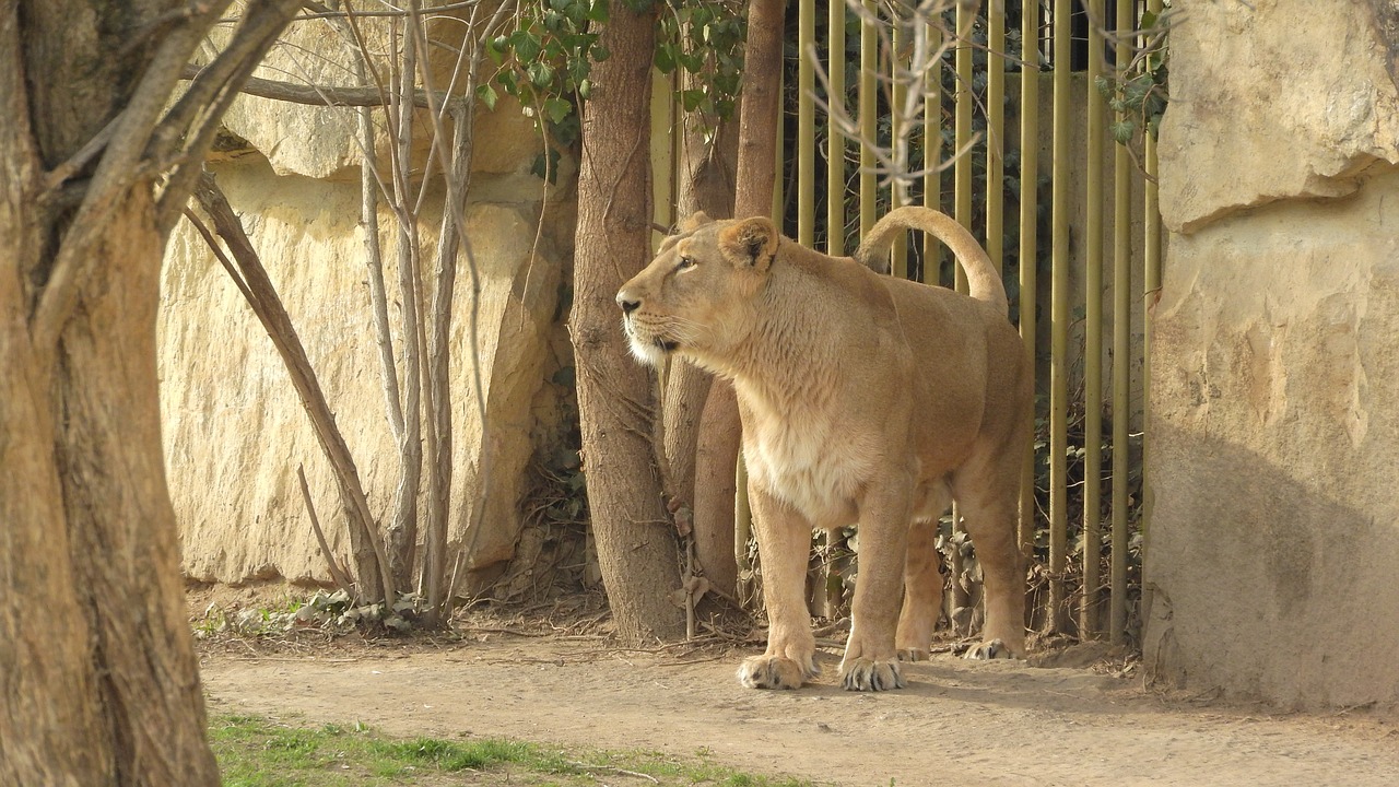 lioness  the prague zoo  panthera leo persica free photo