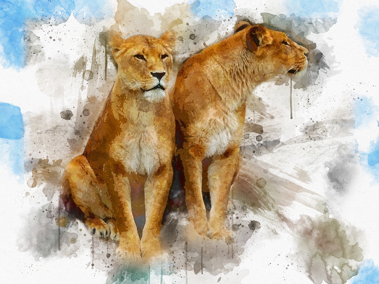 lioness  wild  art free photo