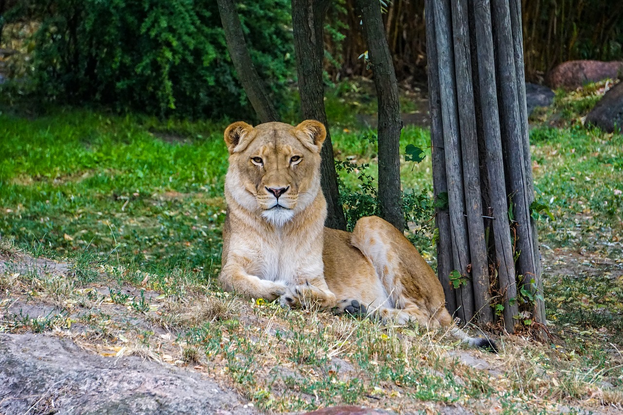 lioness  lion  africa free photo