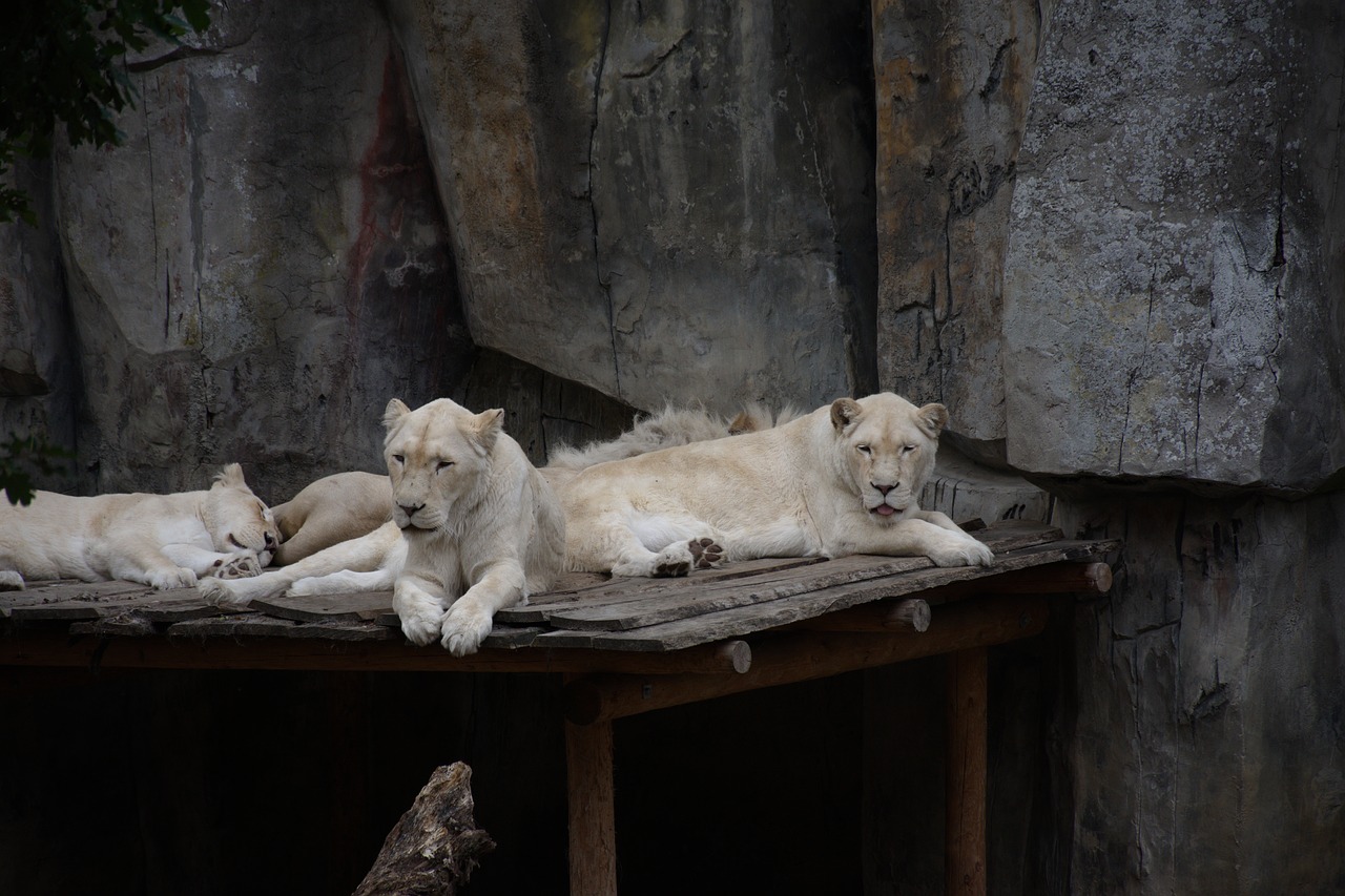 lioness  mammal  feline free photo