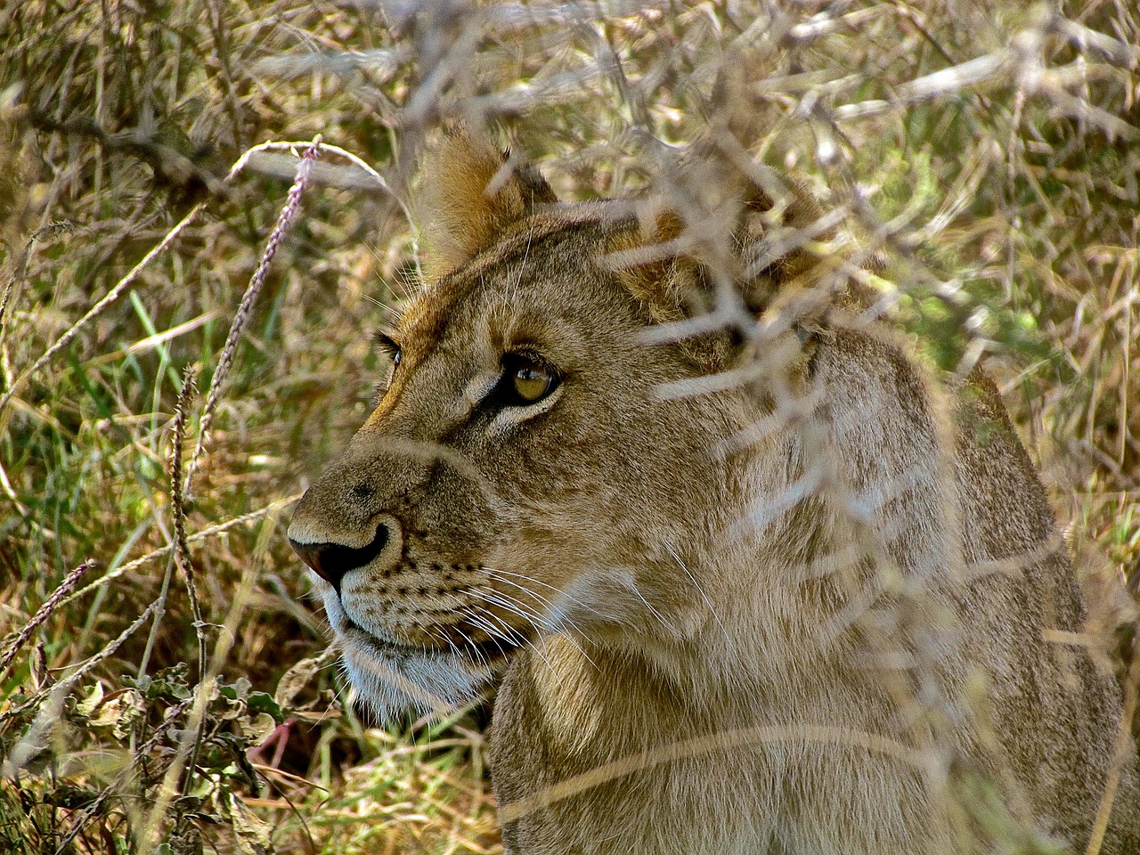 lioness  safari  tanzania free photo