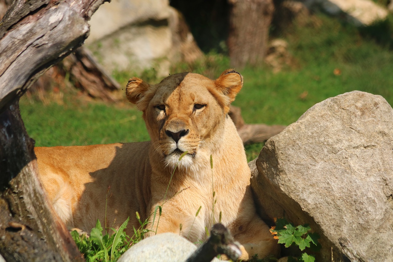 lioness  beast  cat free photo