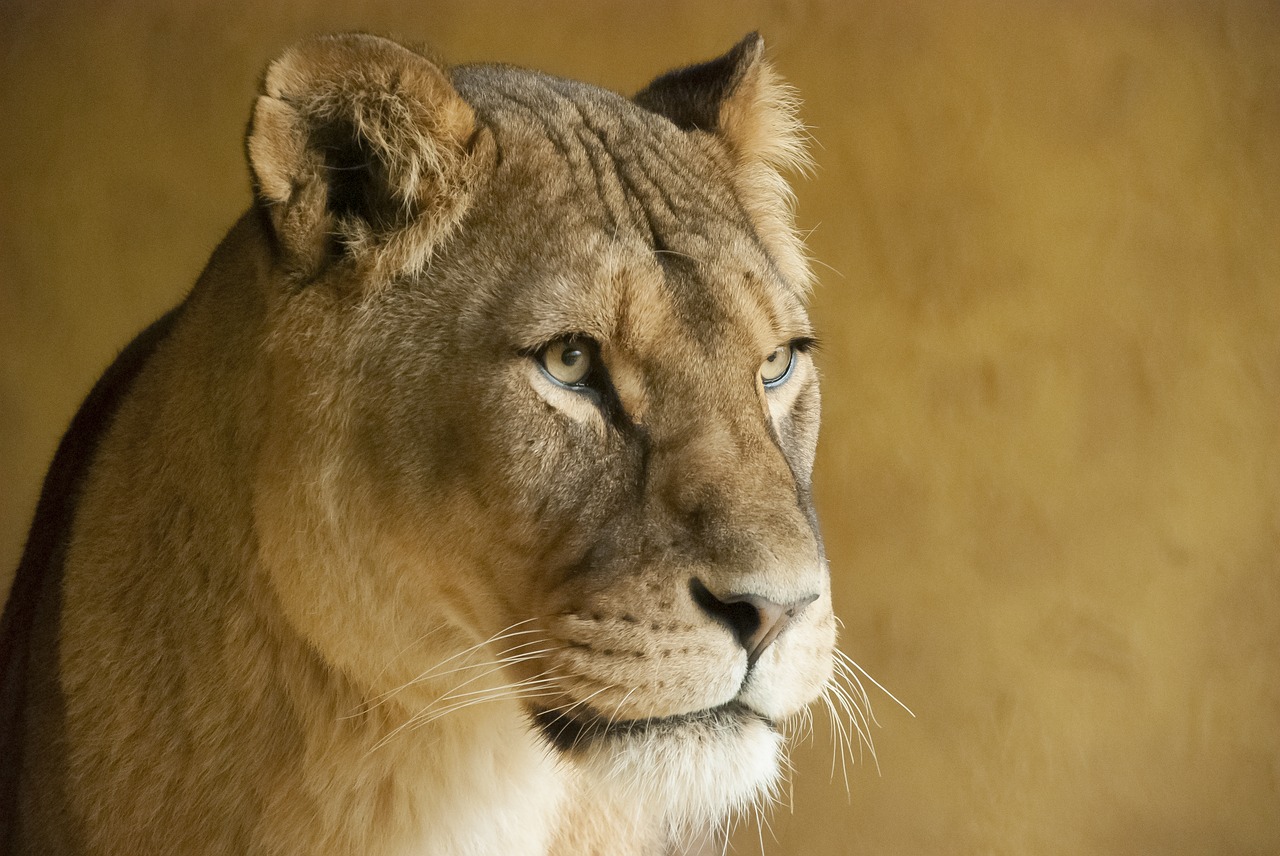 lioness  zoo  colors free photo