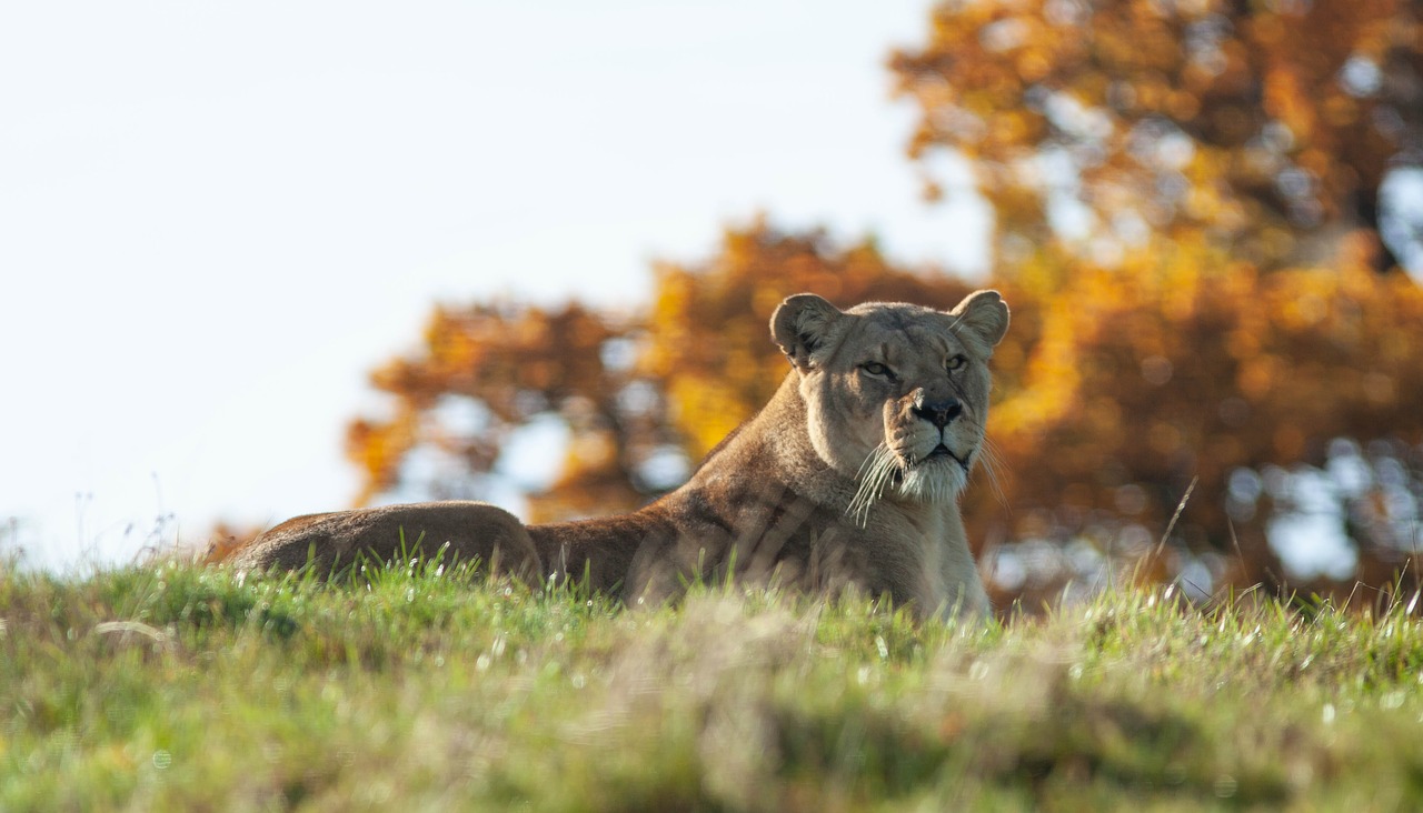 lioness  resting  lion free photo