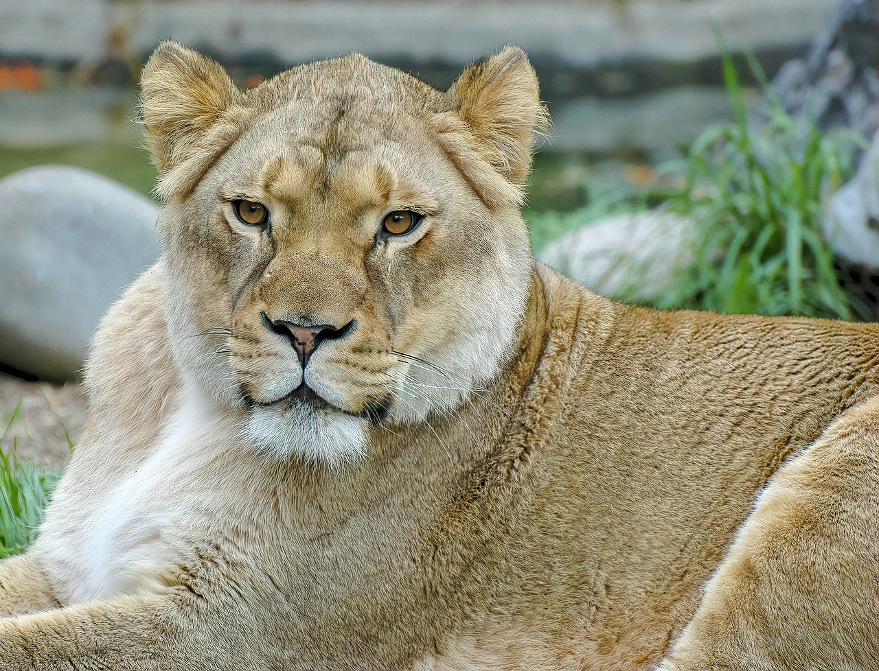 lioness  lion  female free photo